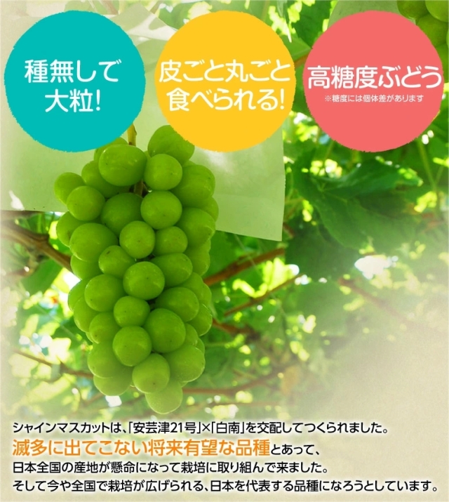 小房シャインマスカット