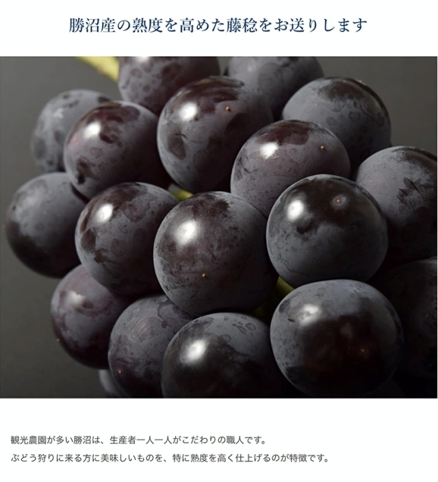 種のない黒ぶどう『山梨県産 藤稔（ふじみのり）』が新登場！