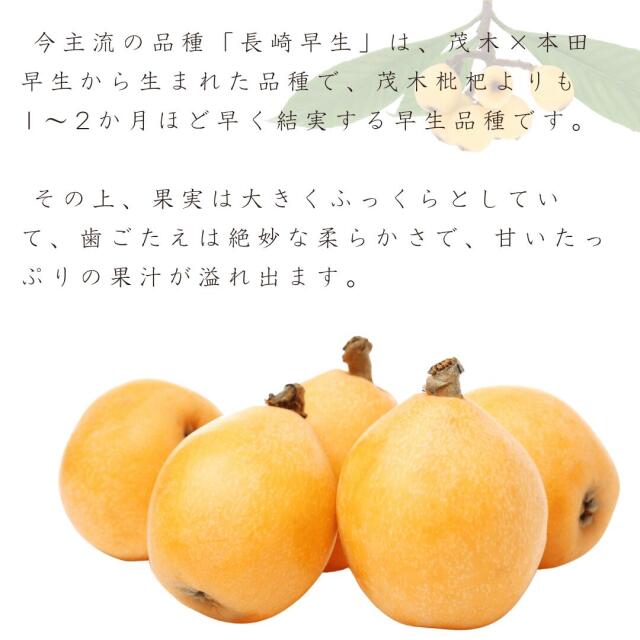 長崎産びわ