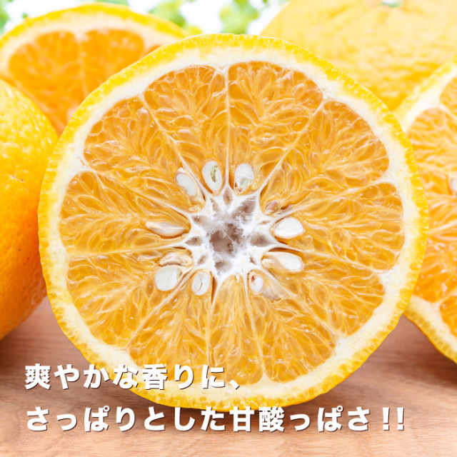 訳あり甘夏5」【送料無料】【産地直送】愛媛西宇和産甘夏 訳あり5kg