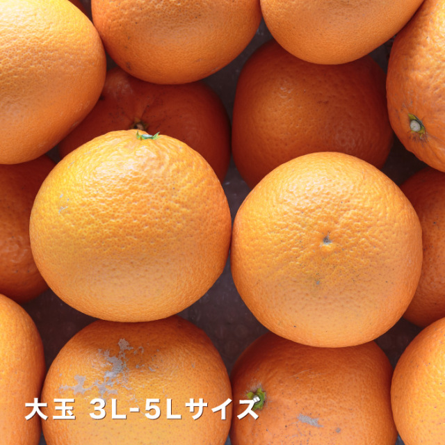大玉清見イメージ