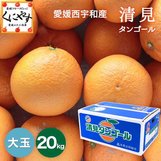 大玉清見20kg