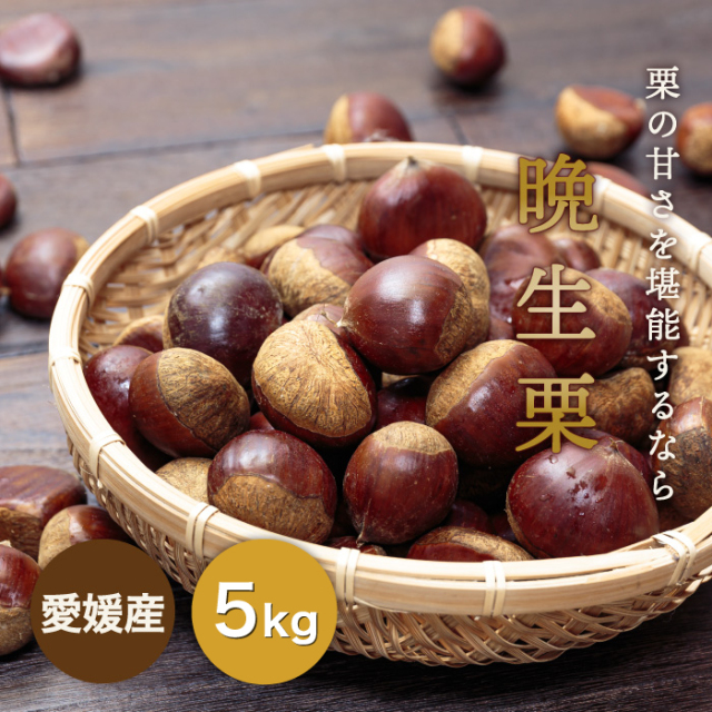 栗シーズン最終！秋の深まりと共に味わい深くなった晩生栗を愛媛より