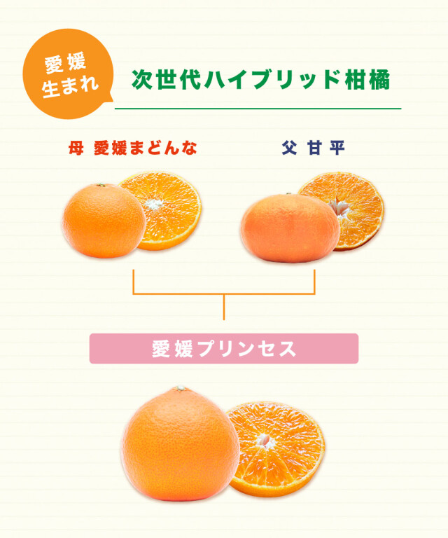 愛媛プリンセス