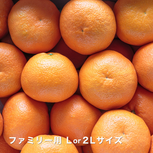 ファミリーいよかんイメージ