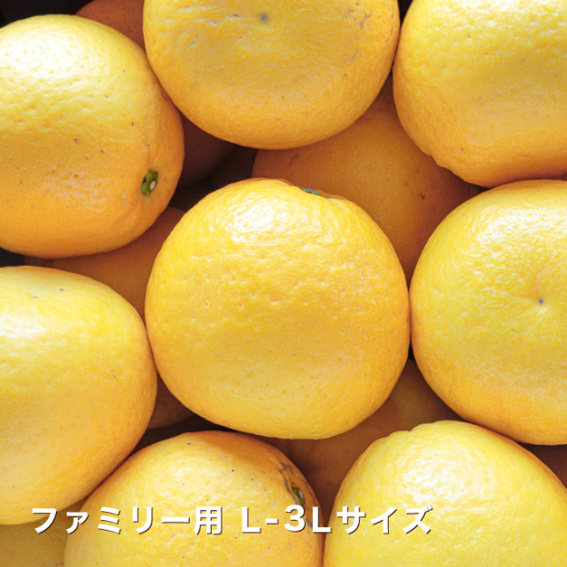 poe　愛媛県産　宇和ゴールド　河内晩柑　柑橘　10kg Amazon.co.jp: 【愛媛県産】訳あり 宇和ゴールド 河内晩柑 約