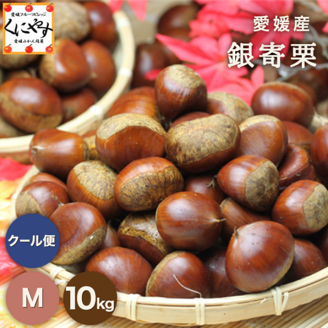 「銀寄栗 10kg」【送料無料】【ギフト】【産地直送】【厳選品】【クール・冷蔵便】愛媛特産 銀寄栗 10キロ M～3Lサイズ