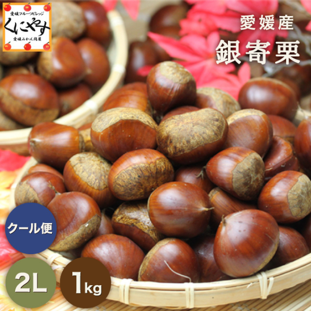 栗の王様とも呼ばれる銀寄栗を愛媛県から産地直送でお届け【1kg】