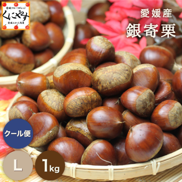 栗の王様とも呼ばれる銀寄栗を愛媛県から産地直送でお届け【1kg】