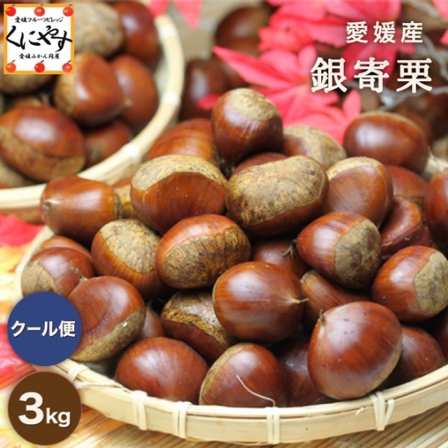 「銀寄栗 3kg」\秋の味覚 栗の王様!渋皮煮にオススメ/【送料無料】【ギフト】【産地直送】【厳選品】【クール・冷蔵便】★愛媛産★銀寄栗 3キロ M~3Lサイズ 国産 生栗