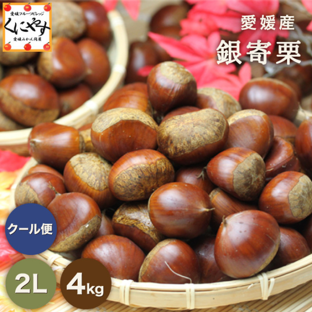 「銀寄栗 4kg」＼秋の味覚 栗の王様！渋皮煮にオススメ／【送料無料】【ギフト】【産地直送】【厳選品】【クール・冷蔵便】★愛媛産★銀寄栗 4キロ M～3Lサイズ 国産 生栗
