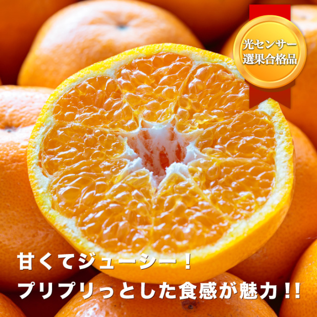 はるみイメージ