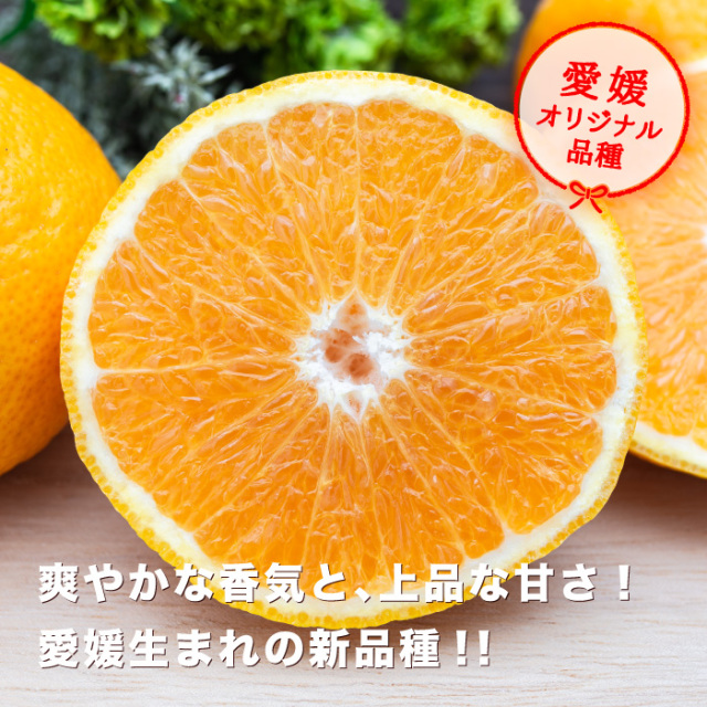 媛の月イメージ