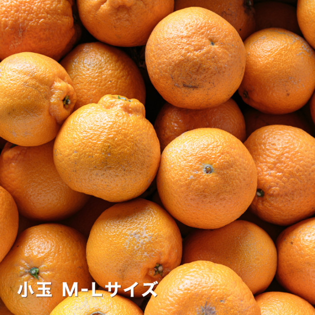 小玉デコイメージ