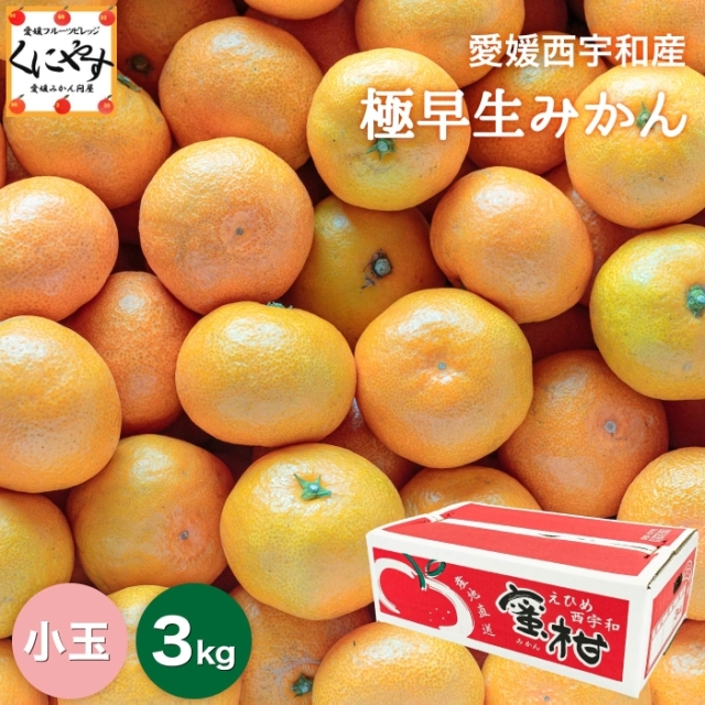 「小玉極早生みかん3」【1～5営業日以内当店発送予定】【送料無料】【産地直送】【ギフト】愛媛西宇和産 極早生小玉みかん 3kg 