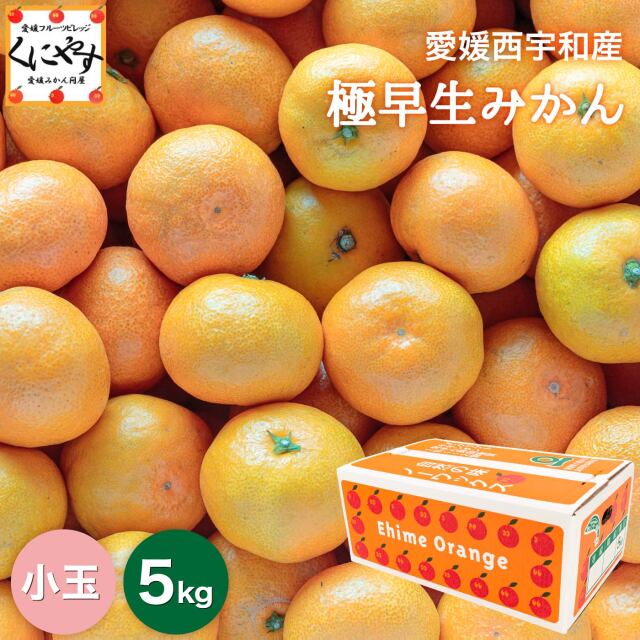 「小玉極早生みかん5」【予約品】10月中旬～下旬発送【産地直送】【ギフト】愛媛西宇和産 極早生小玉みかん 5kg 