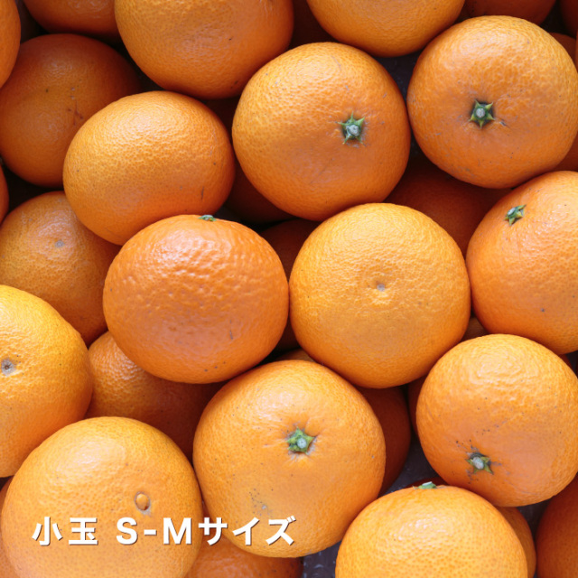 小玉清見イメージ