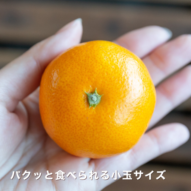 小玉みかん