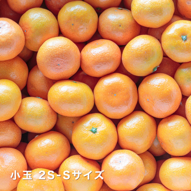小玉みかん