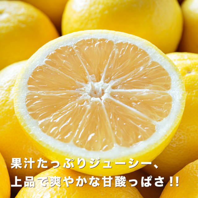 まずは少量から試したい方におすすめ！愛媛西宇和産のニュー