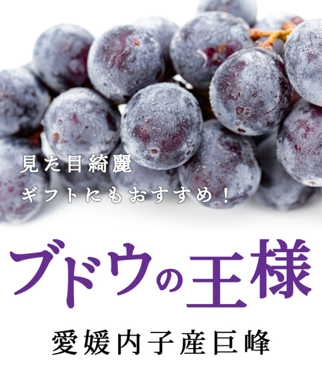 葡萄好き ぶどうの産地・愛媛県内子町の巨峰が登場！お得な訳あり品は家庭用に