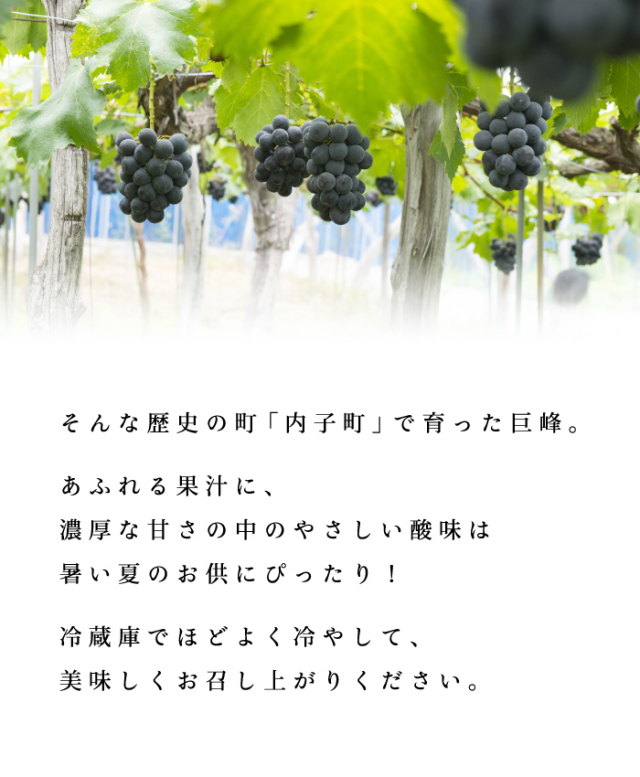 内子産巨峰