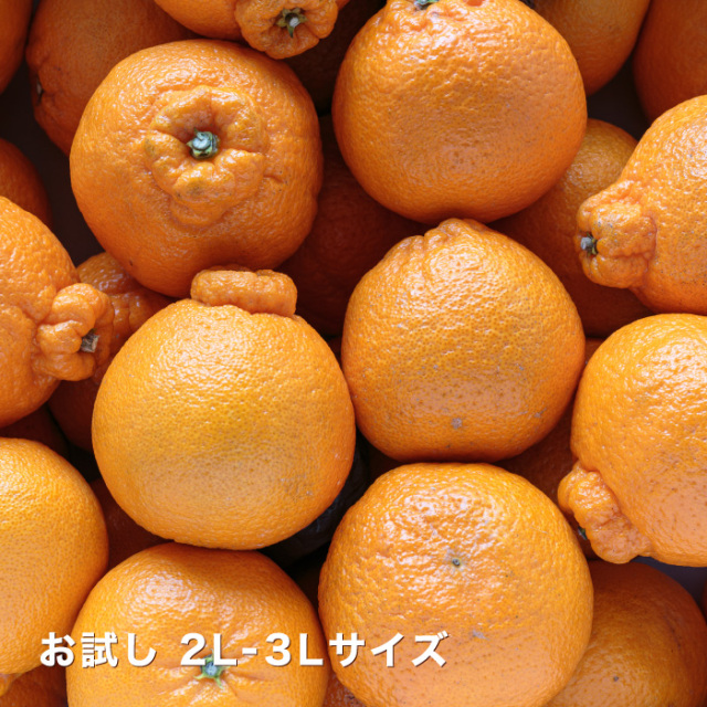 お試しデコイメージ
