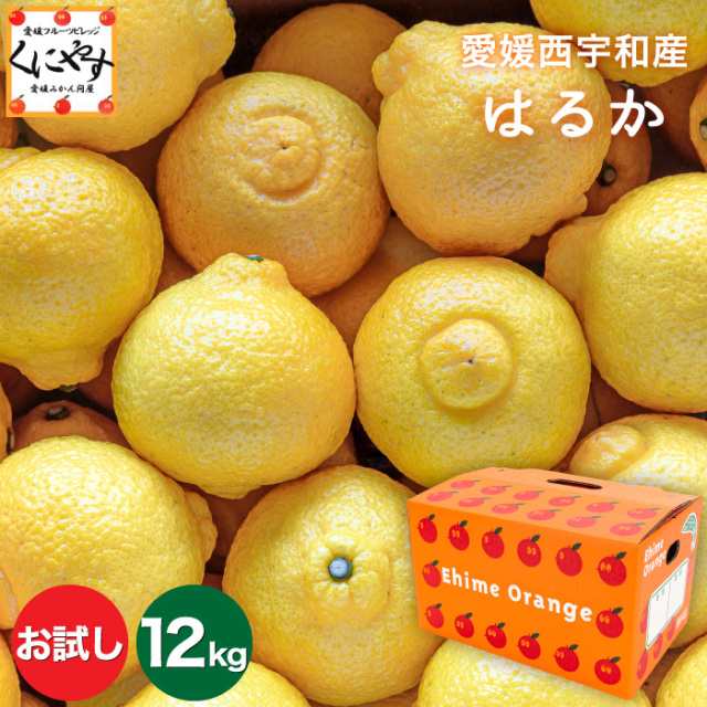 「お試し愛媛はるか3×4」【送料無料】【産地直送】お試し 愛媛 西宇和産 はるか 12キロ(3キロ×4箱)デコポンをレモン色にしたような外見