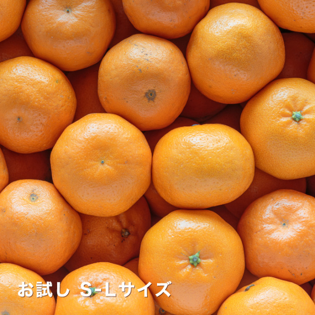 お試しはるみイメージ