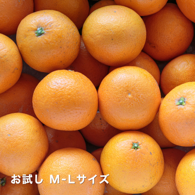 お試し清見イメージ