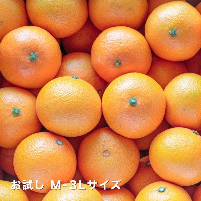 みかんに次ぐ人気柑橘「愛媛まどんな」からお試し用のご予約販売開始