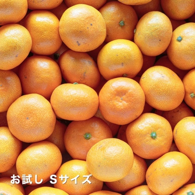 お試しみかん