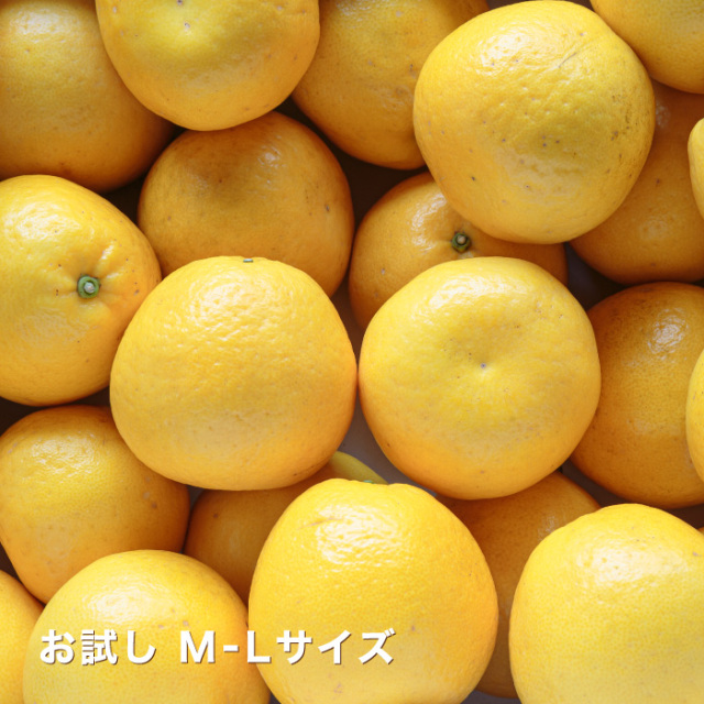 爽やかな味わいの愛媛西宇和産のナダオレンジを少量から楽しめるお試し用