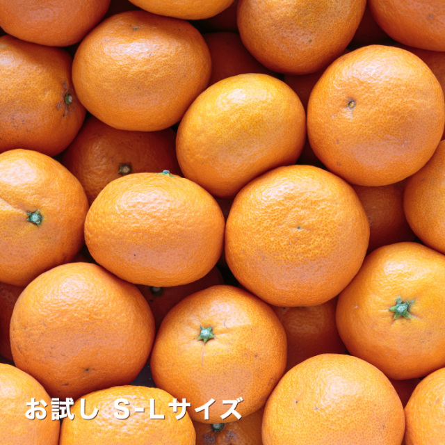 創業85年 愛媛みかん の老舗／【送料無料】【ギフト】【産地直送】愛媛 