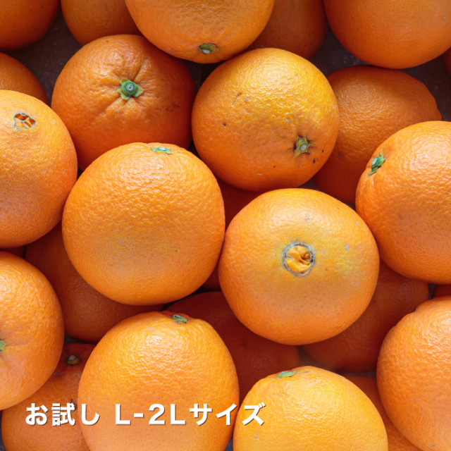 お試しネーブルイメージ