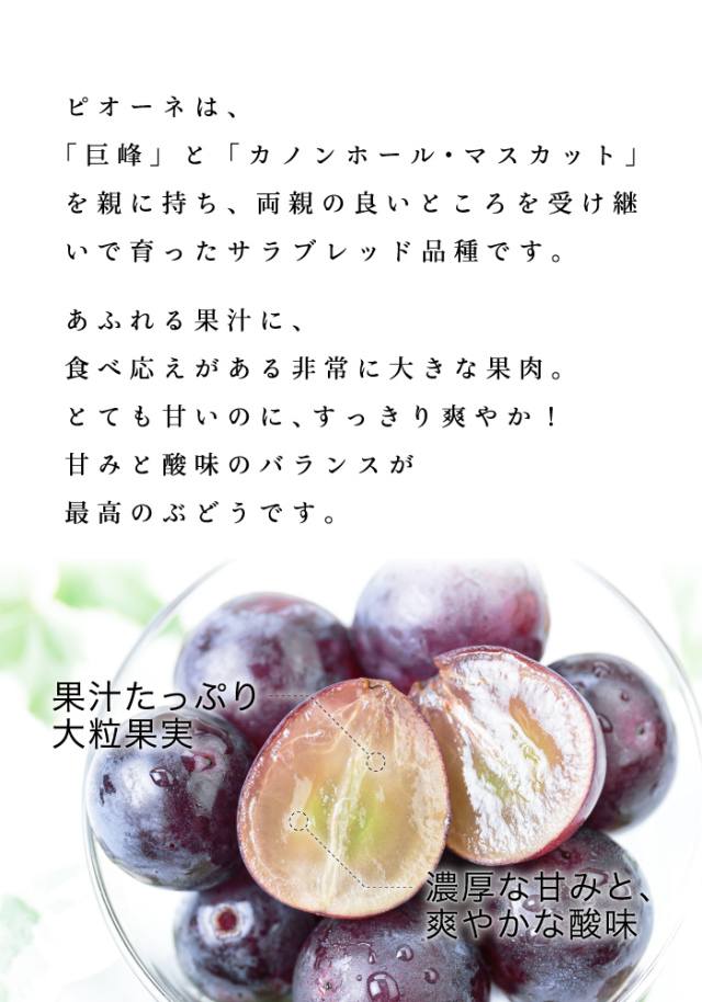 内子産ピオーネ