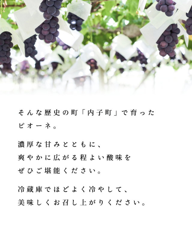 内子産ピオーネ