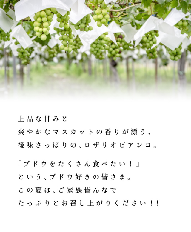 ロザリオビアンコ