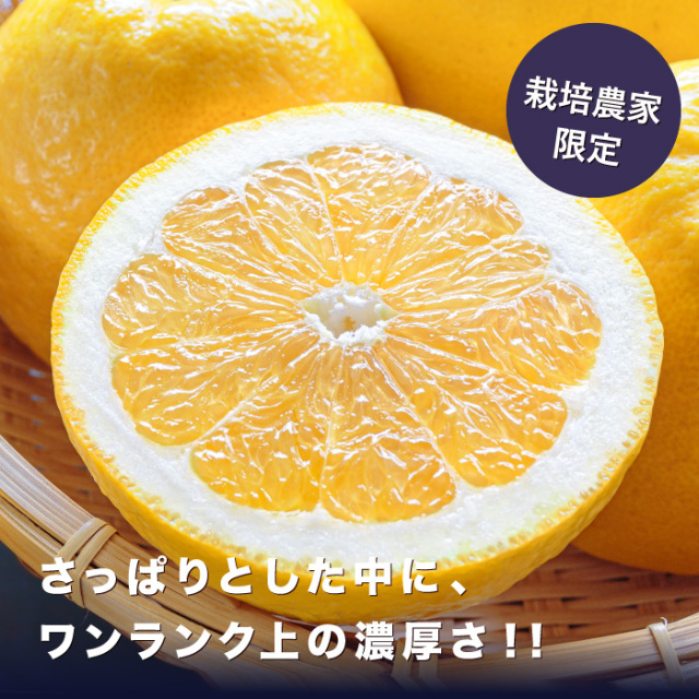 ギフトにも家庭用にも！愛媛県佐田岬産の最上級ナダオレンジ【10kg】