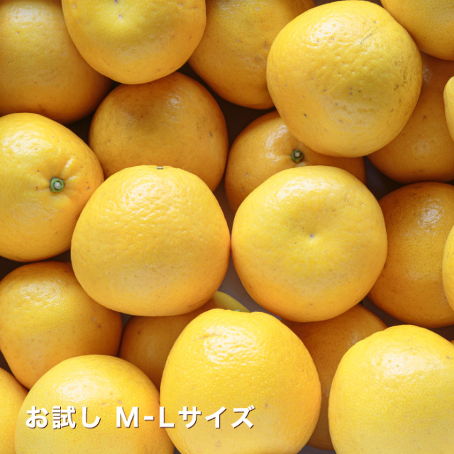 地元でも人気の河内晩柑・最上級品ナダオレンジのお試し【2kg】