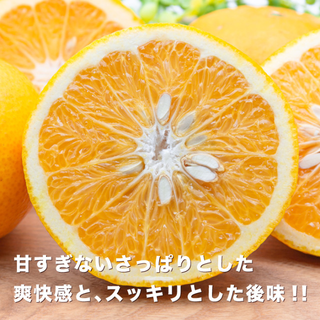 サンフルーツイメージ