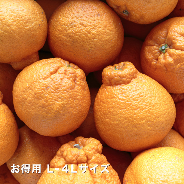 お得デコイメージ