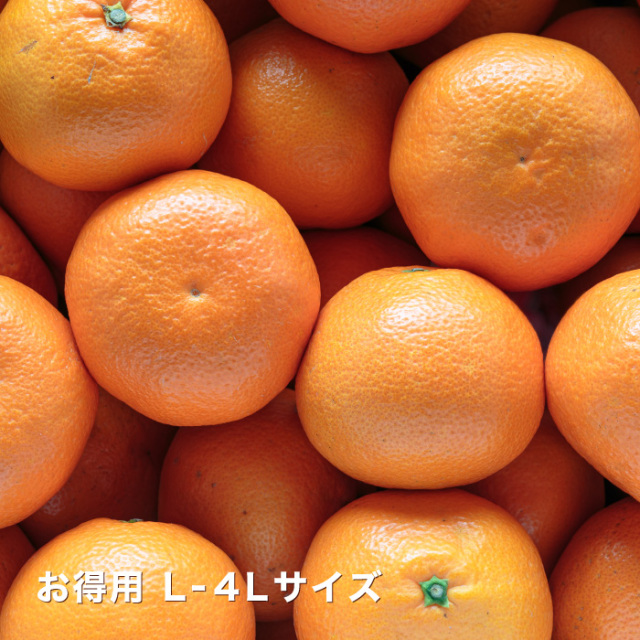お得いよかんイメージ
