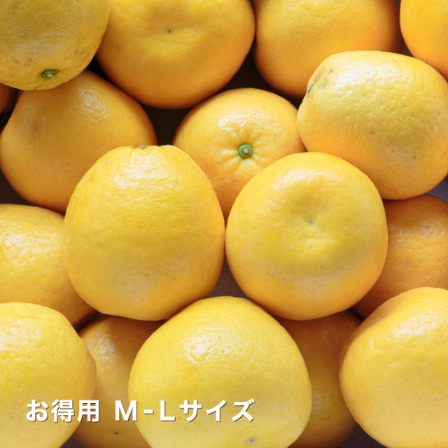 たっぷり10kg！初夏の高級柑橘ナダオレンジを愛媛西宇和地方より産地直送