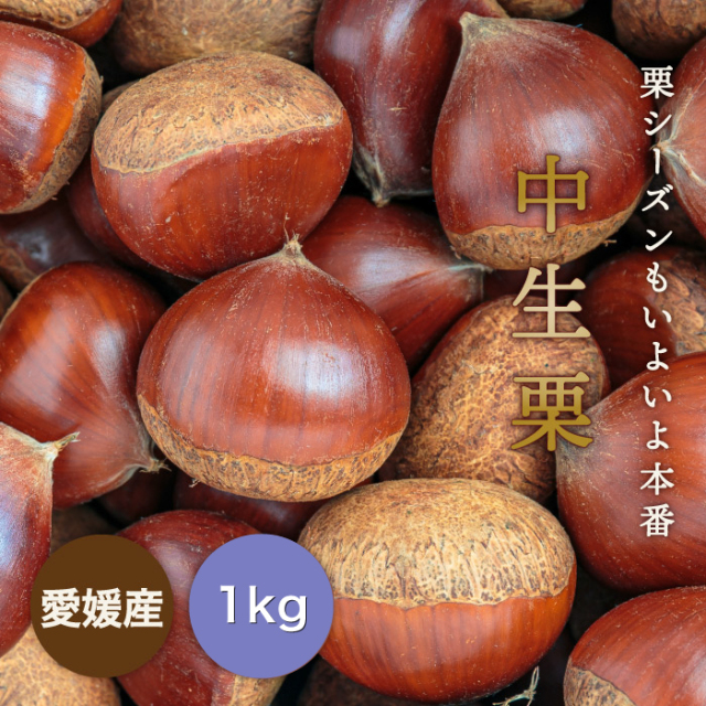 中生栗