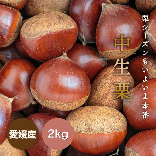 nene 生栗3kg 栗のシーズン本番！見た目・味ともに質の良い国産の中生栗を生栗の状態