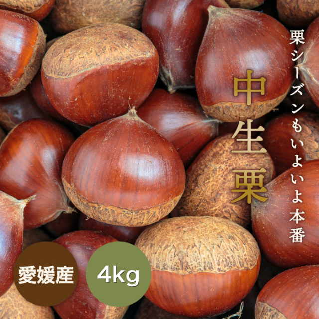 中生栗