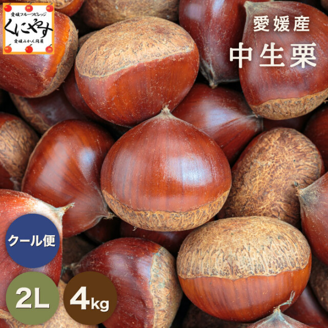 栗のシーズン本番！見た目・味ともに質の良い国産中生栗を生栗の状態で
