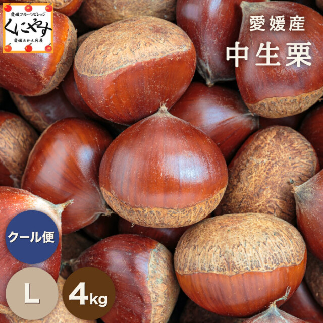 栗のシーズン本番！見た目・味ともに質の良い国産中生栗を生栗の状態で