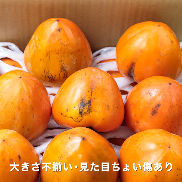 20kg 訳あり　富士柿 当店地元・愛媛県八幡浜市の特産！柿の中でも大玉の富士柿を産地直送で